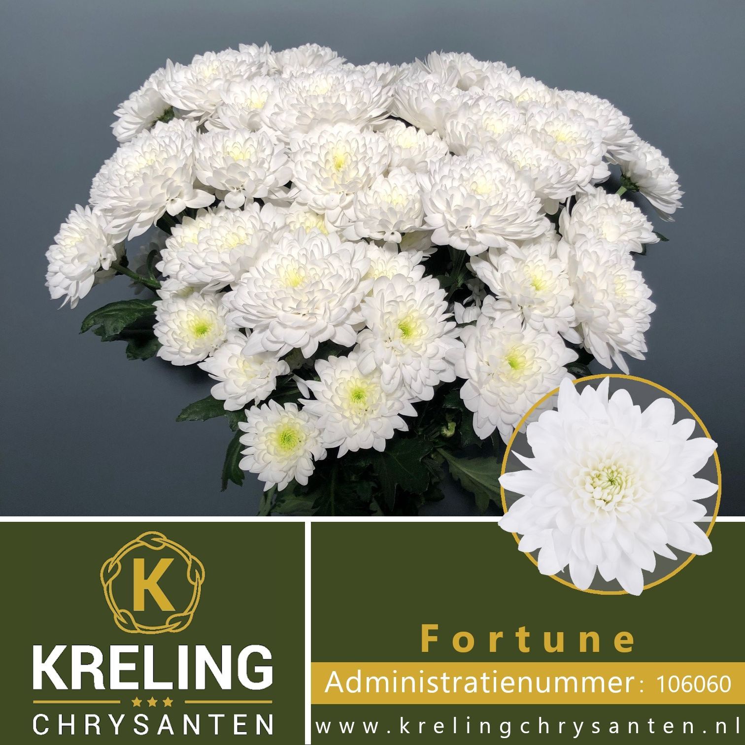 Хризантема куст. Форчун 70, шт.