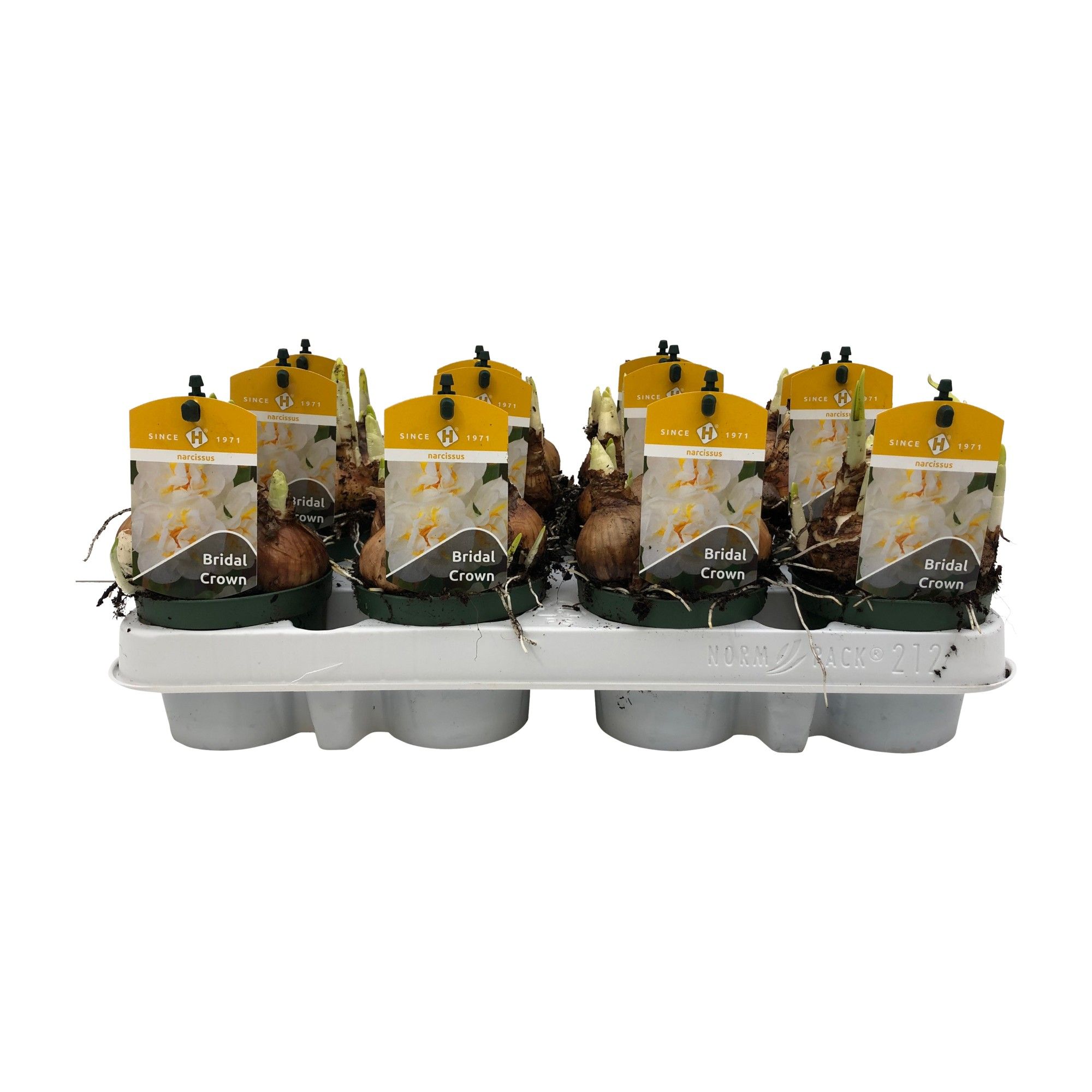 Narcissus Dubbele Grp 'Bridal Crown', D 9