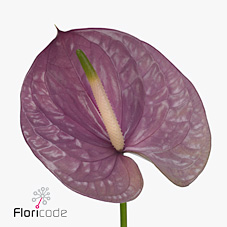 Антуриум Калео (лаванд.) x16, шт.