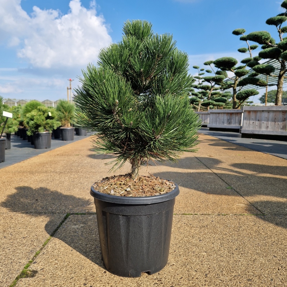 Pinus leucodermis 'Malinki', D 31 cm