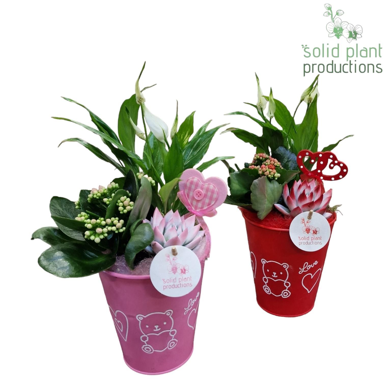 ZVS001 Anne Red/Pink, D 13