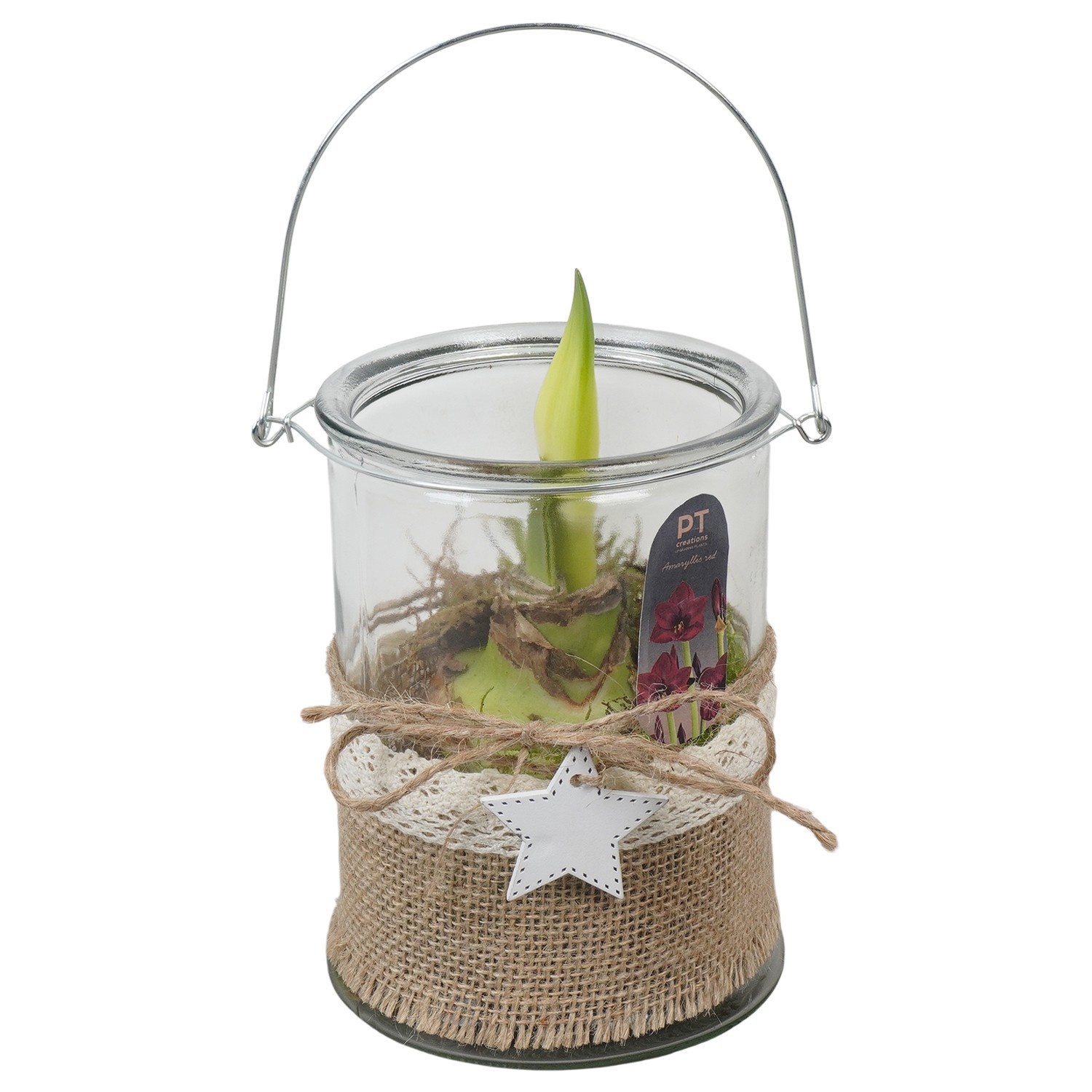 PTACH2556 Arrangement Amaryllis Christmas in glazen vaas, D 14