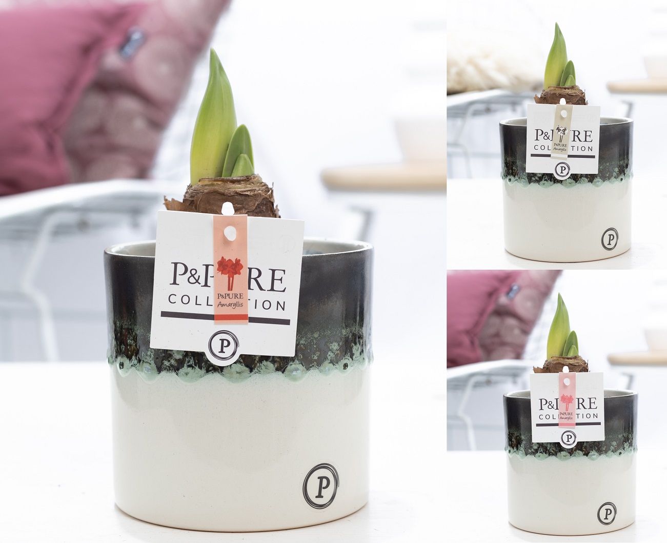 Hippeastrum mix in P&PURE Illusion cer. perfectly imperfectable, D 12