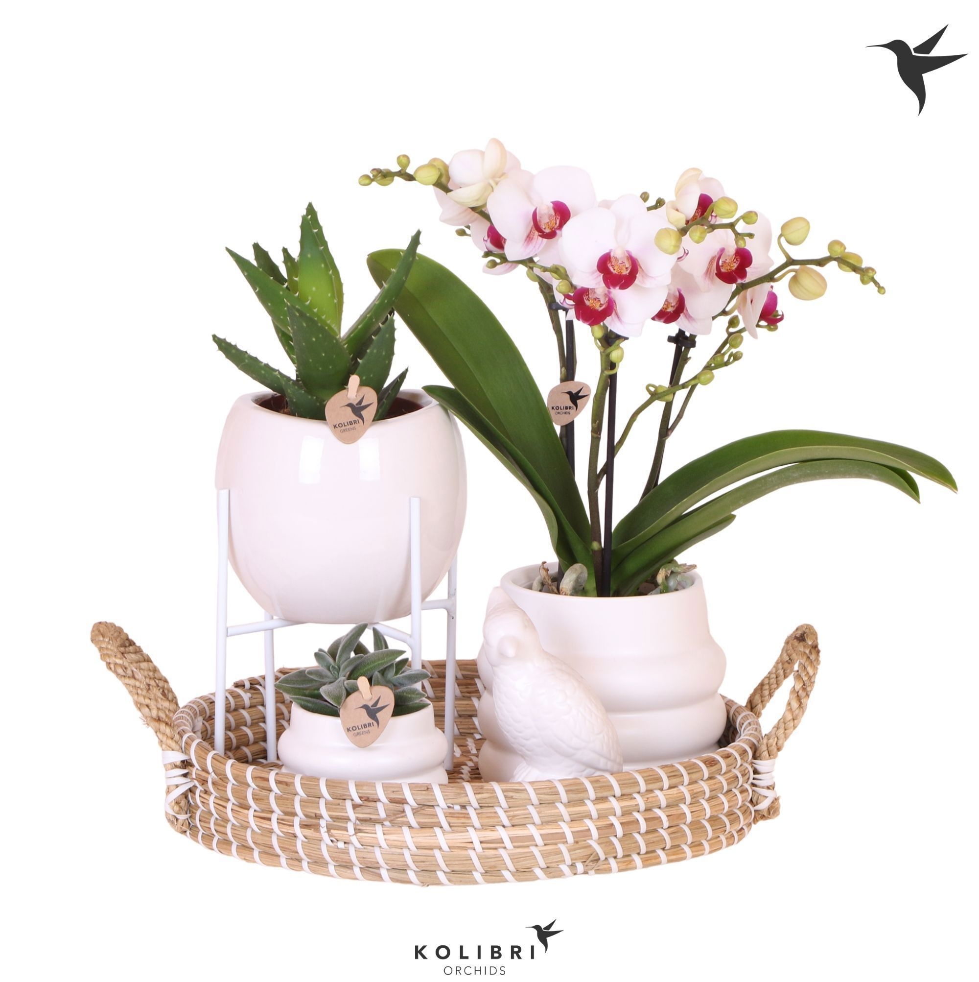 Kolibri Gift Set All White, D 30
