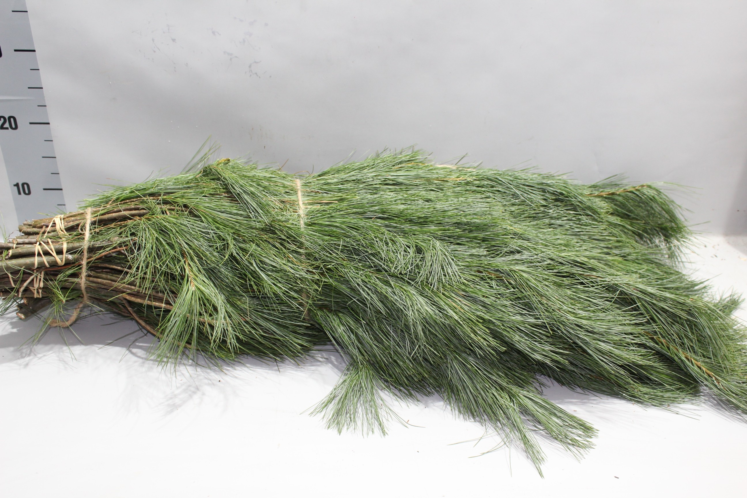 Пинус Стробус за пучок 100, пуч.