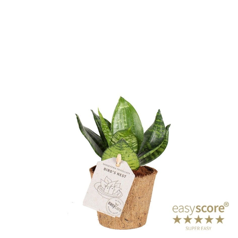 Sansevieria ´Hahnii Green´ - COCOZ, D 9