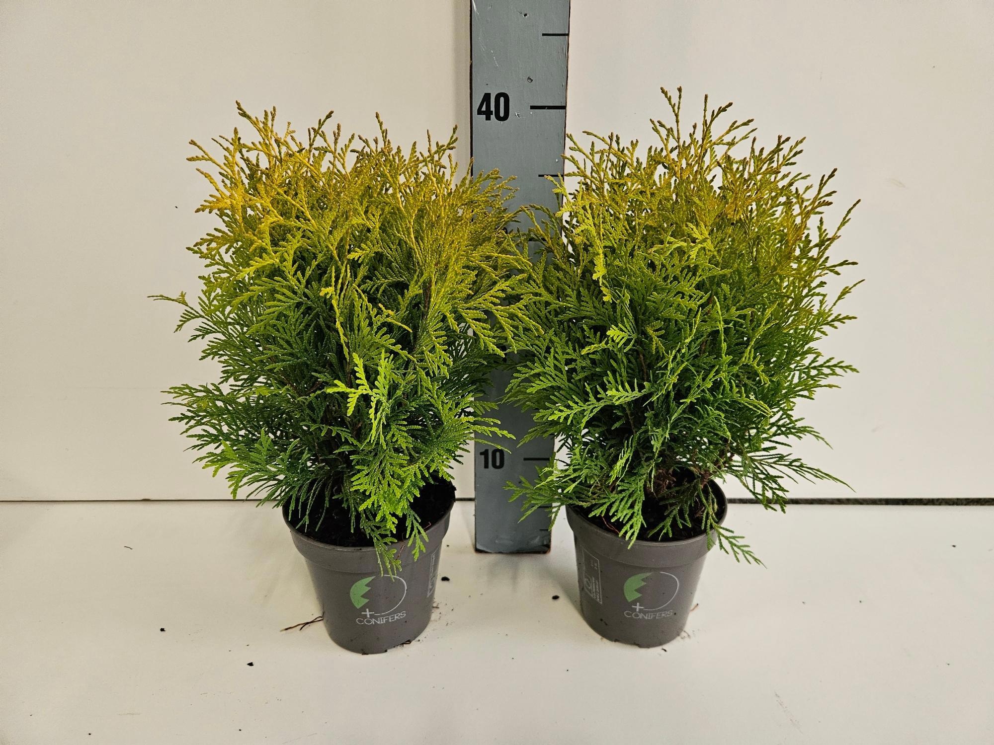 Thuja occidentalis 'Golden Globe', D 13