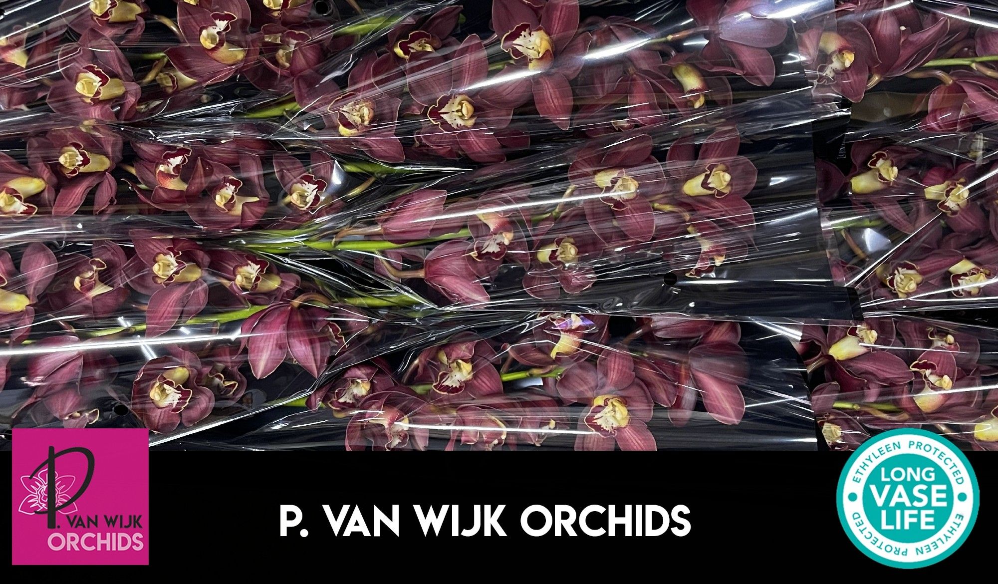 Цимбидиум Привайн x9 60, шт.