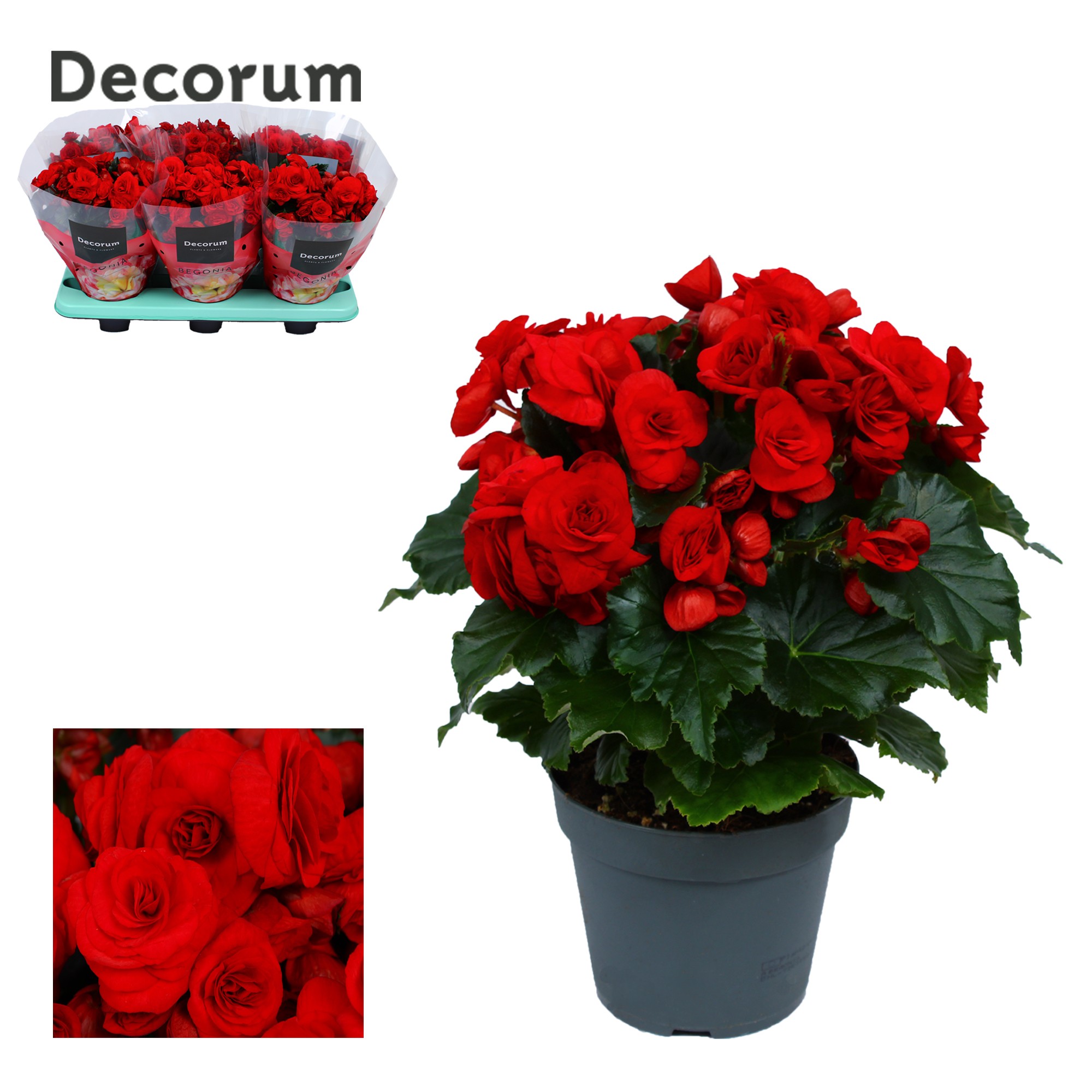 Begonia ''baladin'' rood Decorum, D 14