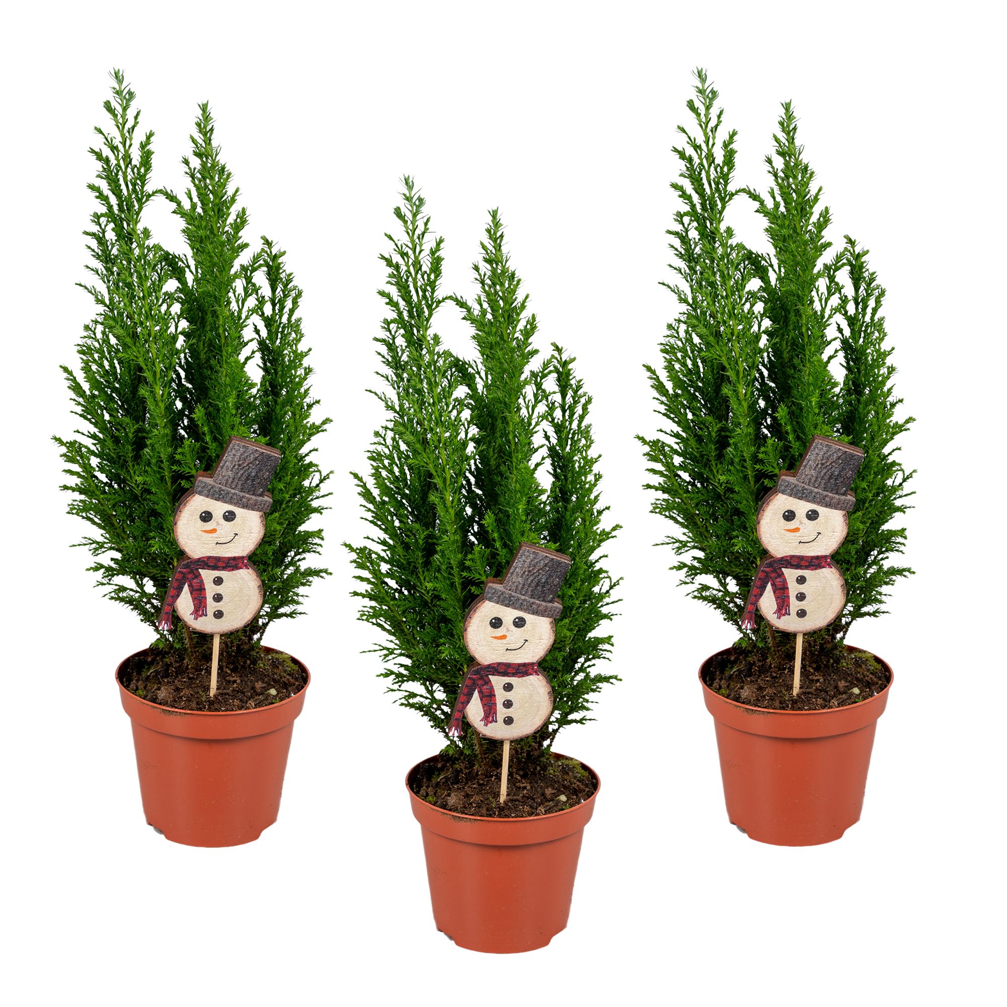 Ellwoodii groen sneeuwpop, D 9