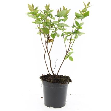 Hypericum i. Magical Beauty, D 14