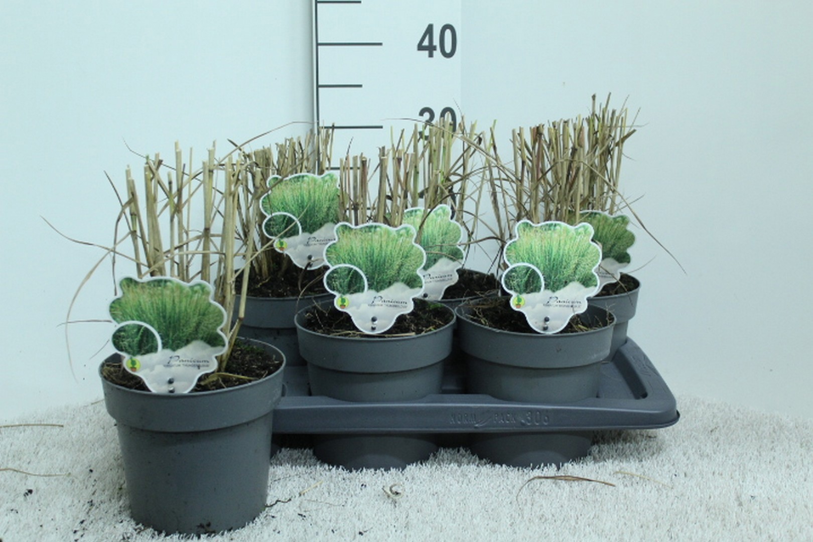 Panicum virg. 'Thundercloud' P17, D 17