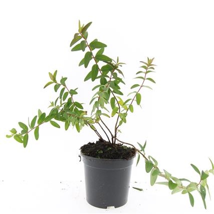 Hypericum kouytchense, D 14