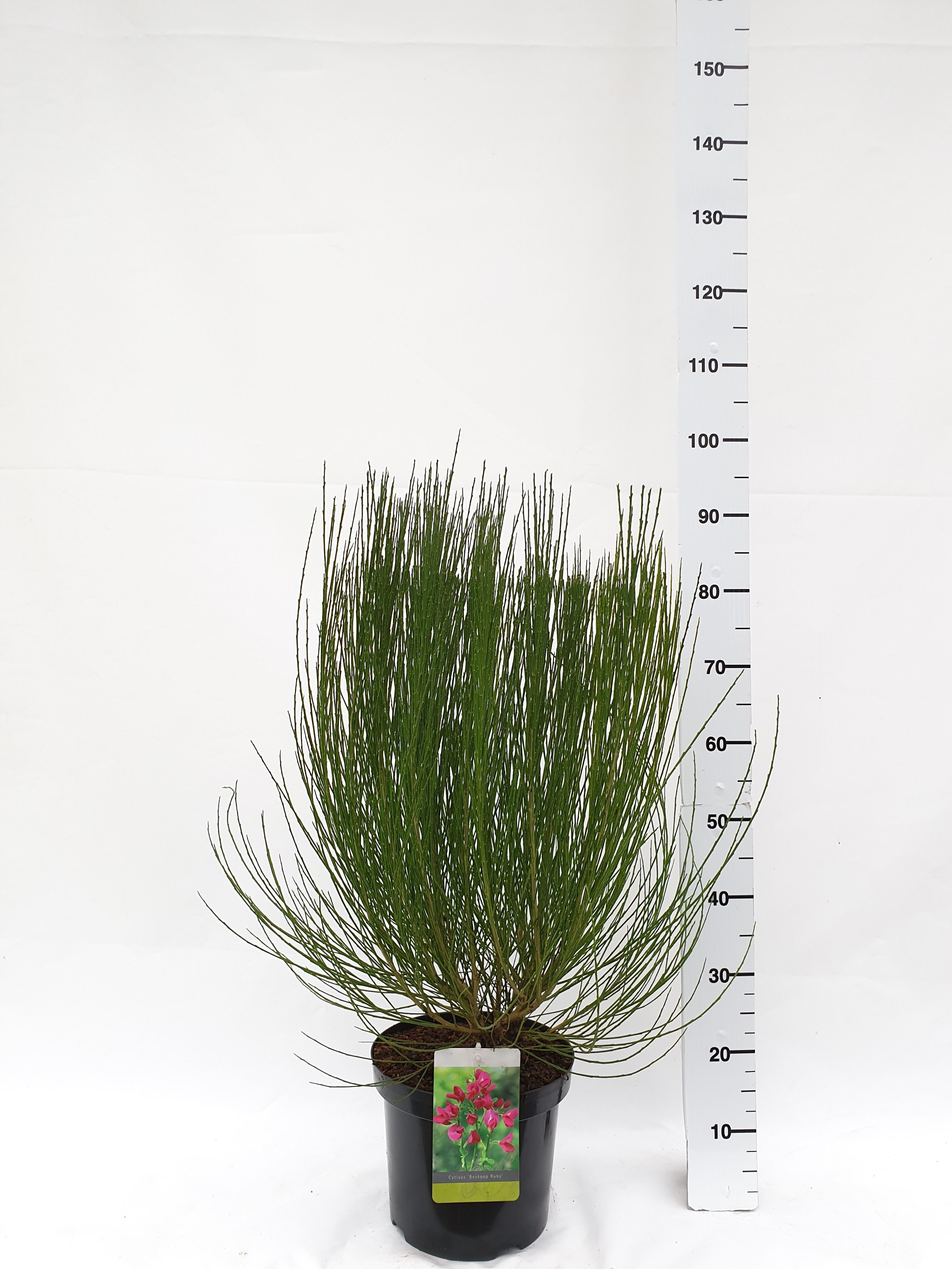 Cytisus Praecox Grp 'Boskoop Ruby', D 26