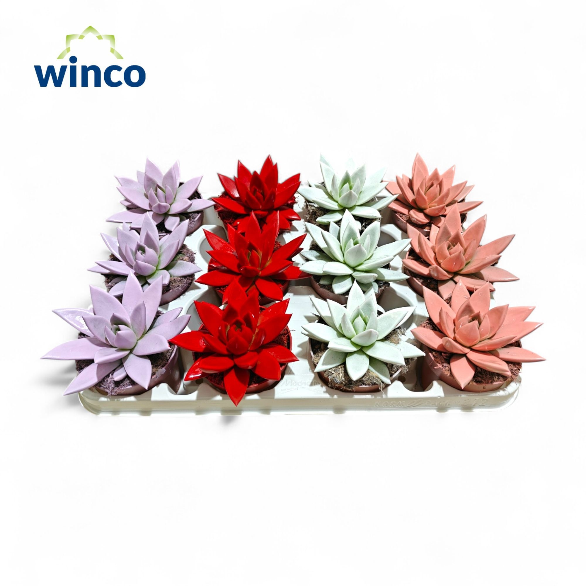 Echeveria Paint Love Mix, D 8,5 cm