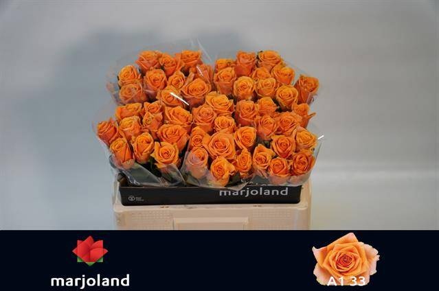 Роза од. Нови! 50, шт.