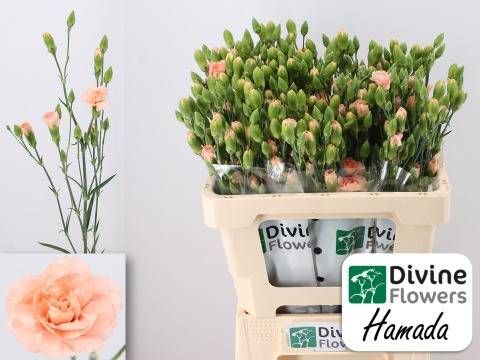 Диантус куст. Хамада, шт.