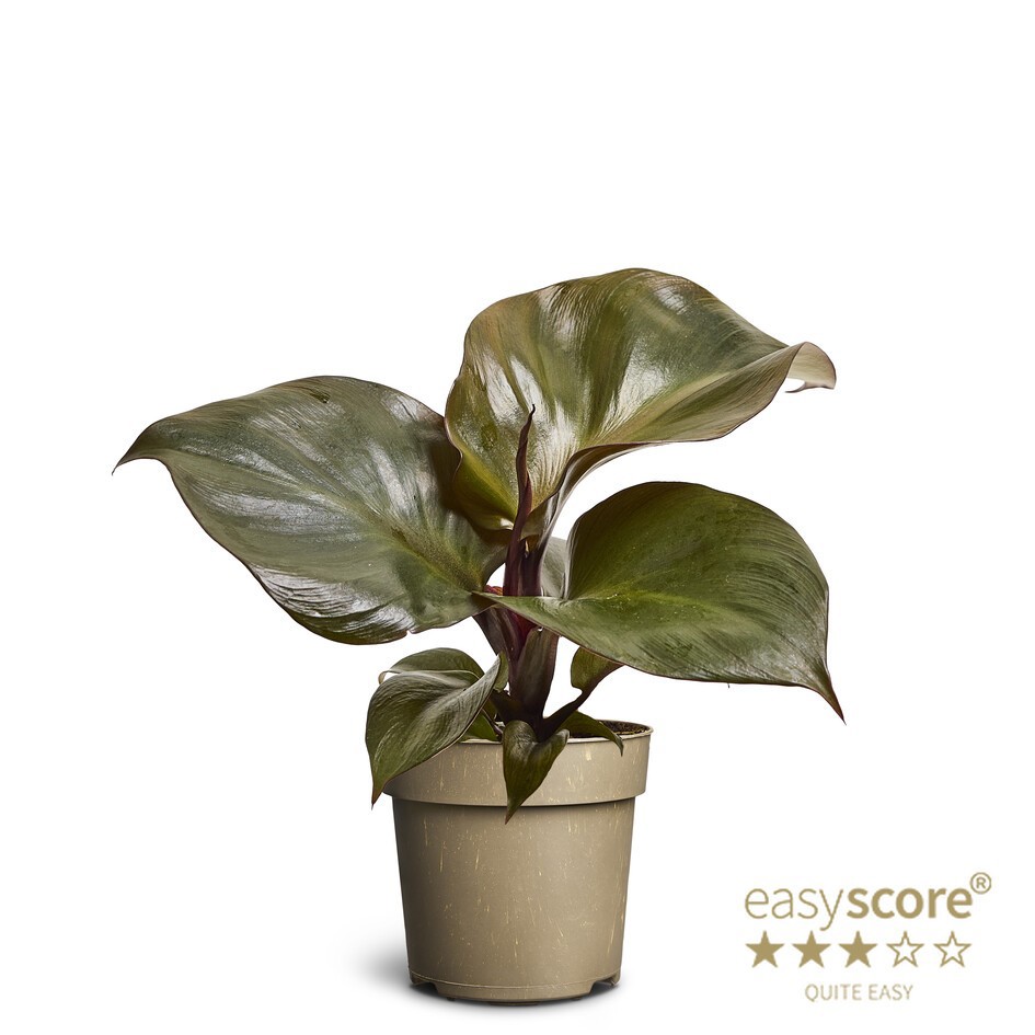 PHILODENDRON ERUBESCENS 'NEW RED', D 11 cm