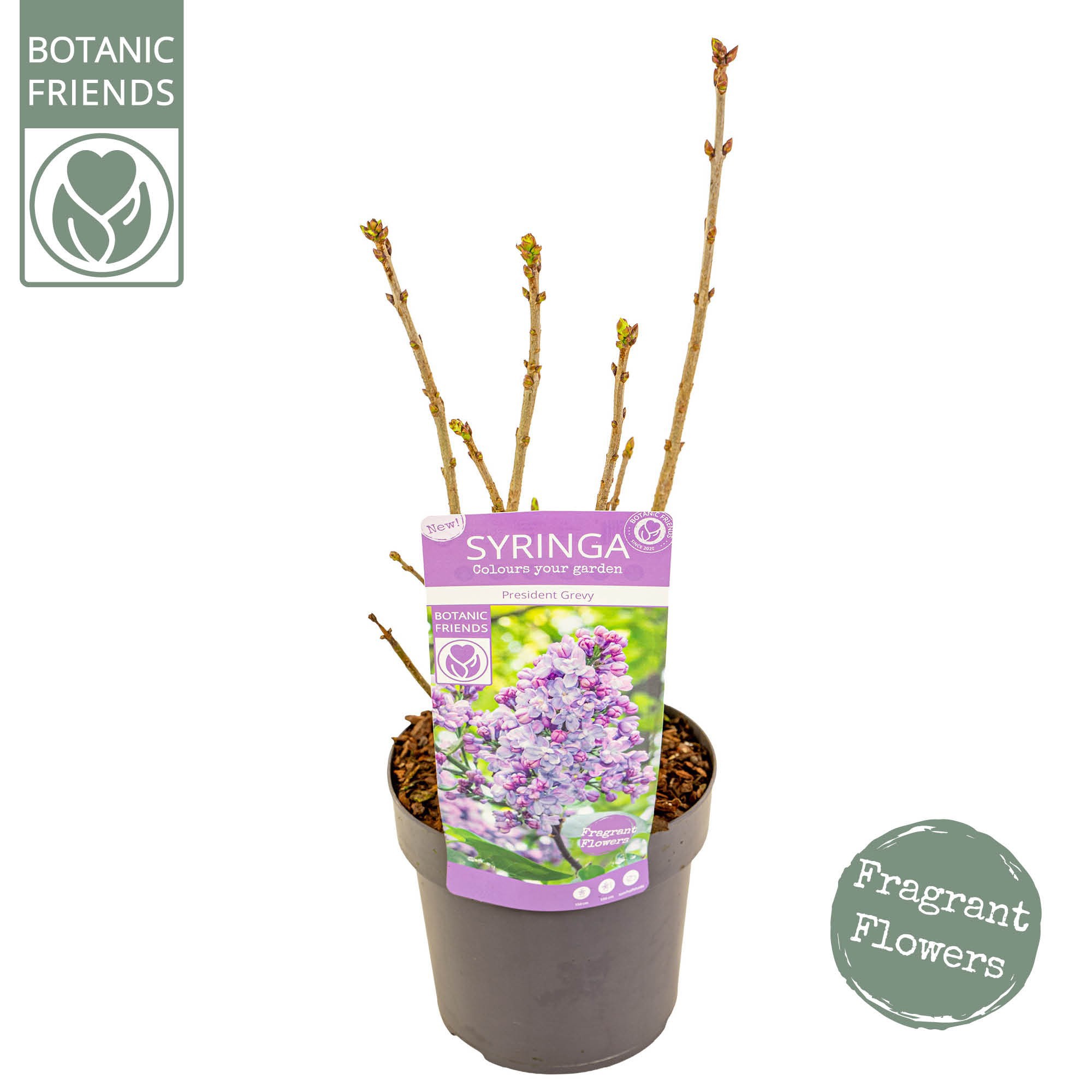 Syringa vulg. 'President Grevy', D 19