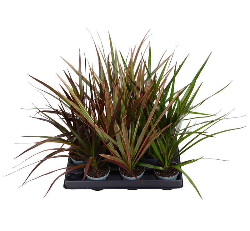 DRACAENA Mix, D 6