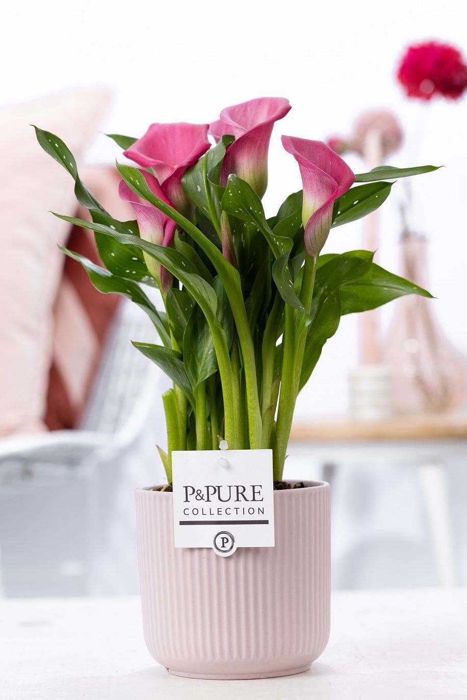 Zantedeschia pink in P&PURE Sophie ceramics pink, D 12