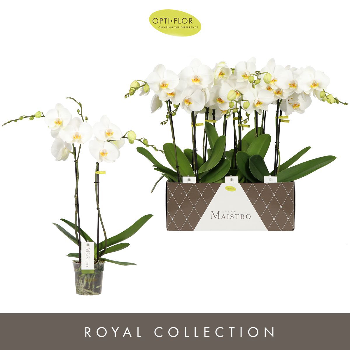 Maistro Verdi 2 spike 60 cm, D 12 cm