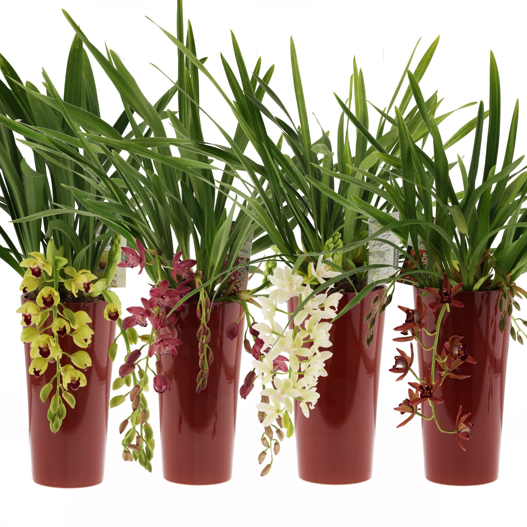 mix cascade, 3-4 tak incl. keramiek rood, D 14 cm