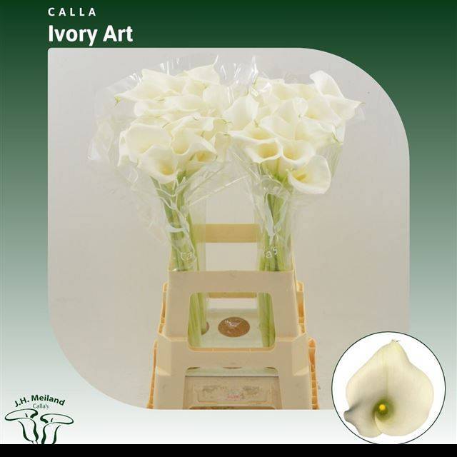 Калла Айвори Арт 70, шт.