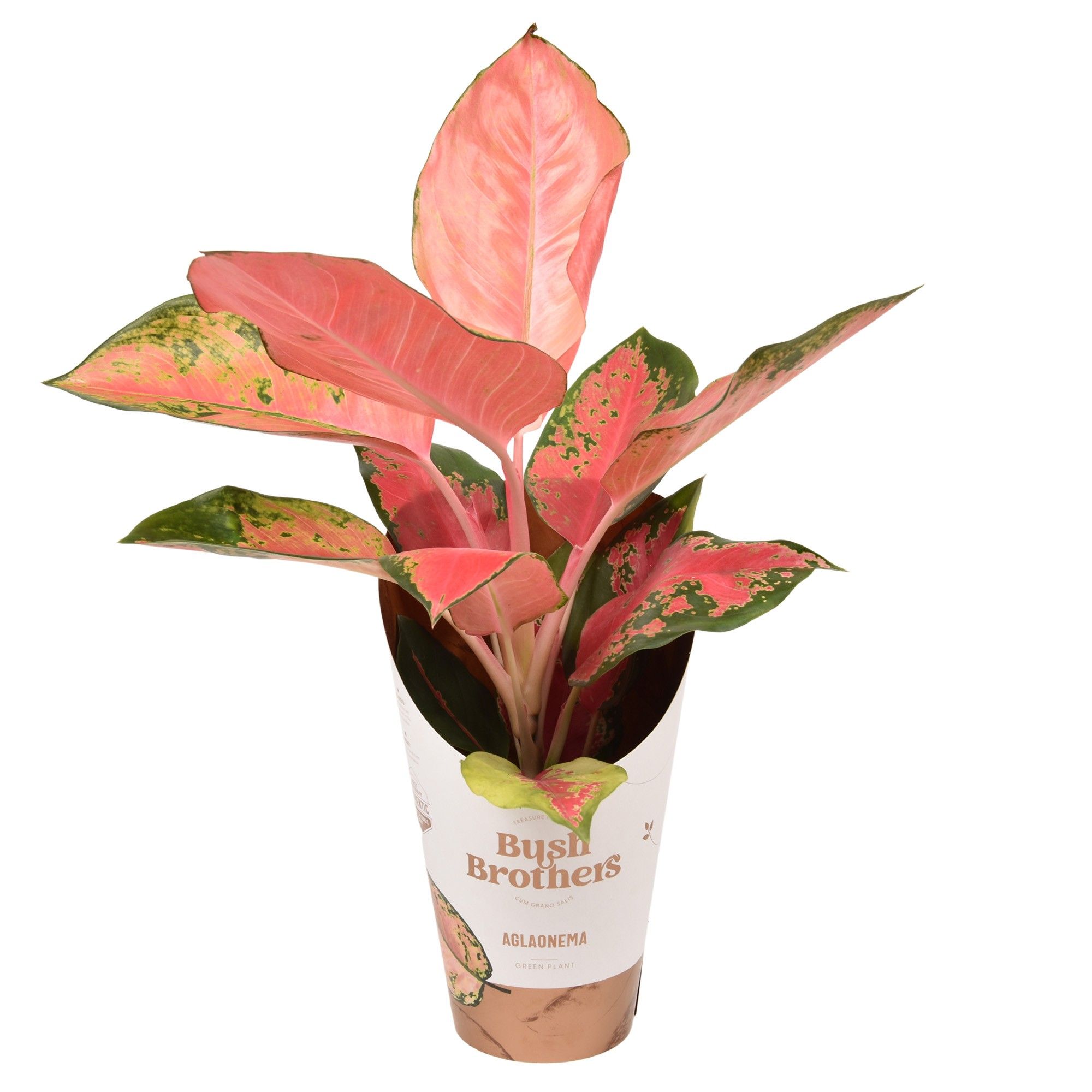 Aglaonema Orange Star, D 12