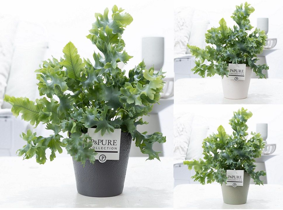 Phlebodium Davana in P&PURE Ruby ceramics ass.3, D 12