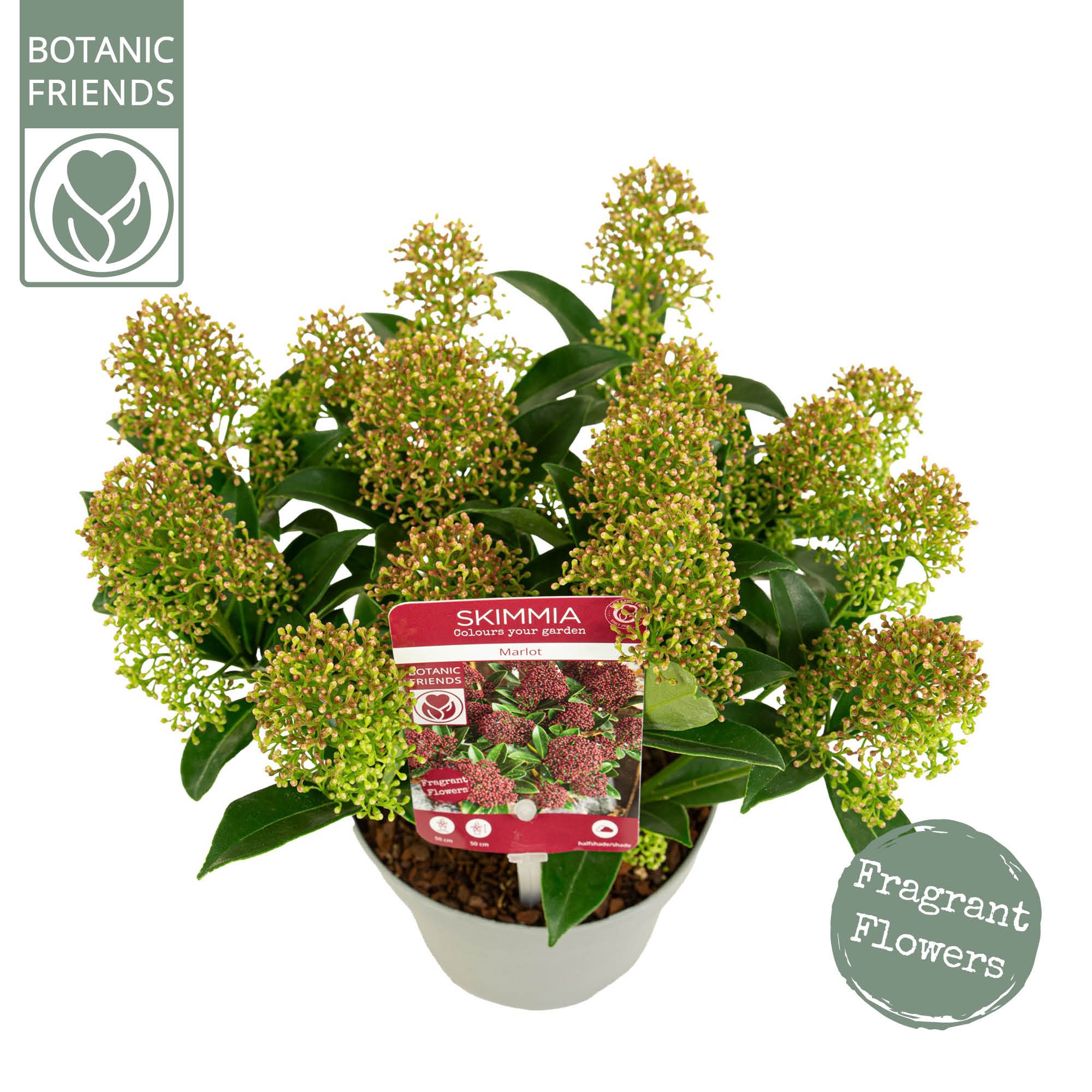 Skimmia japonica 'Marlot' 10+bloem, D 13 cm