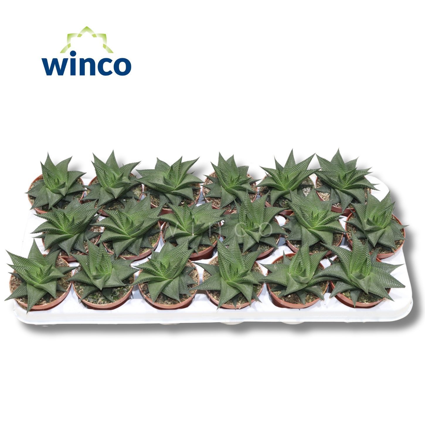 Haworthia Limifolia Twist, D 8,5 cm