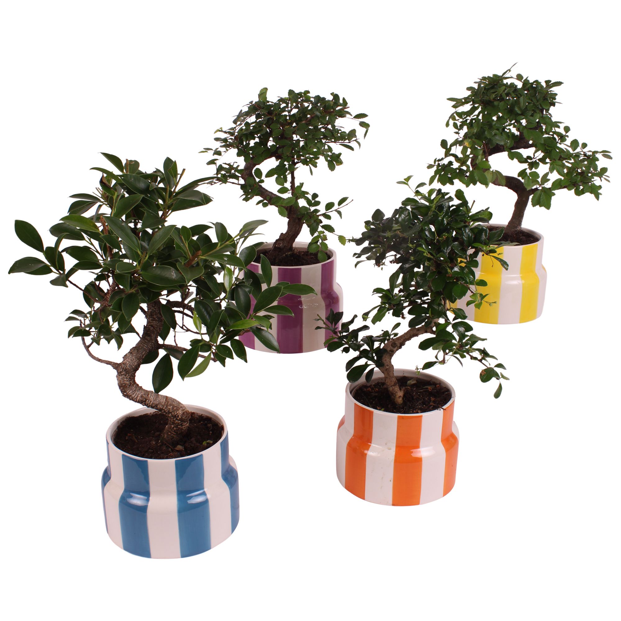 Bonsai Indoor Mix Ø12cm S-Shape in Ø 15cm Ceramic EV563, D 15