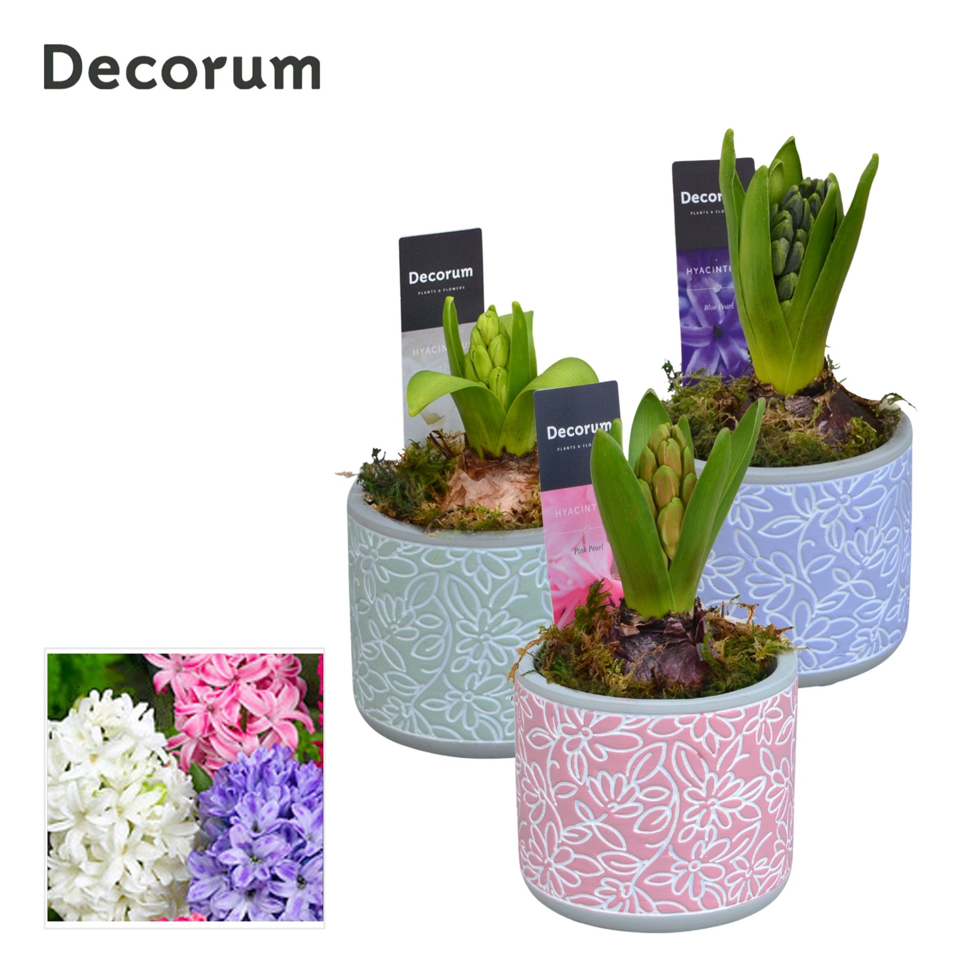 Hyacint Flores HL14450 [LOVELY COLORS], D 9