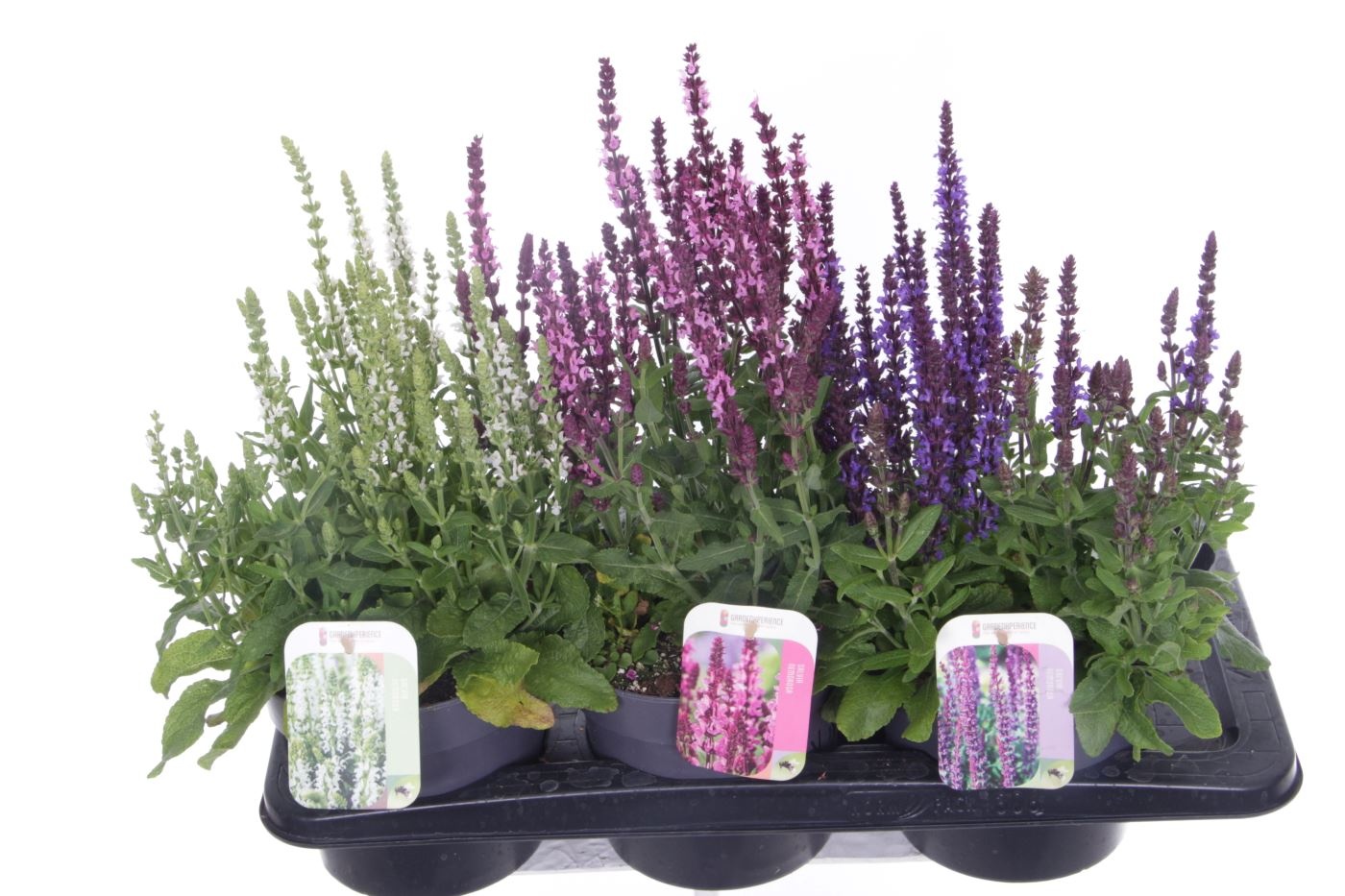 Salvia nemorosa mix, D 17