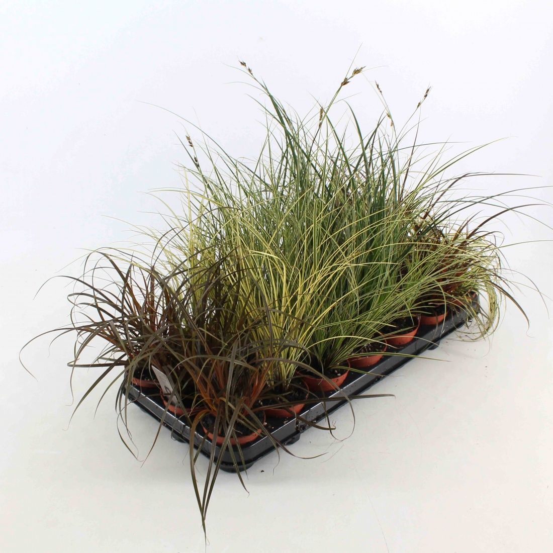 Carex Gemengd, D 8