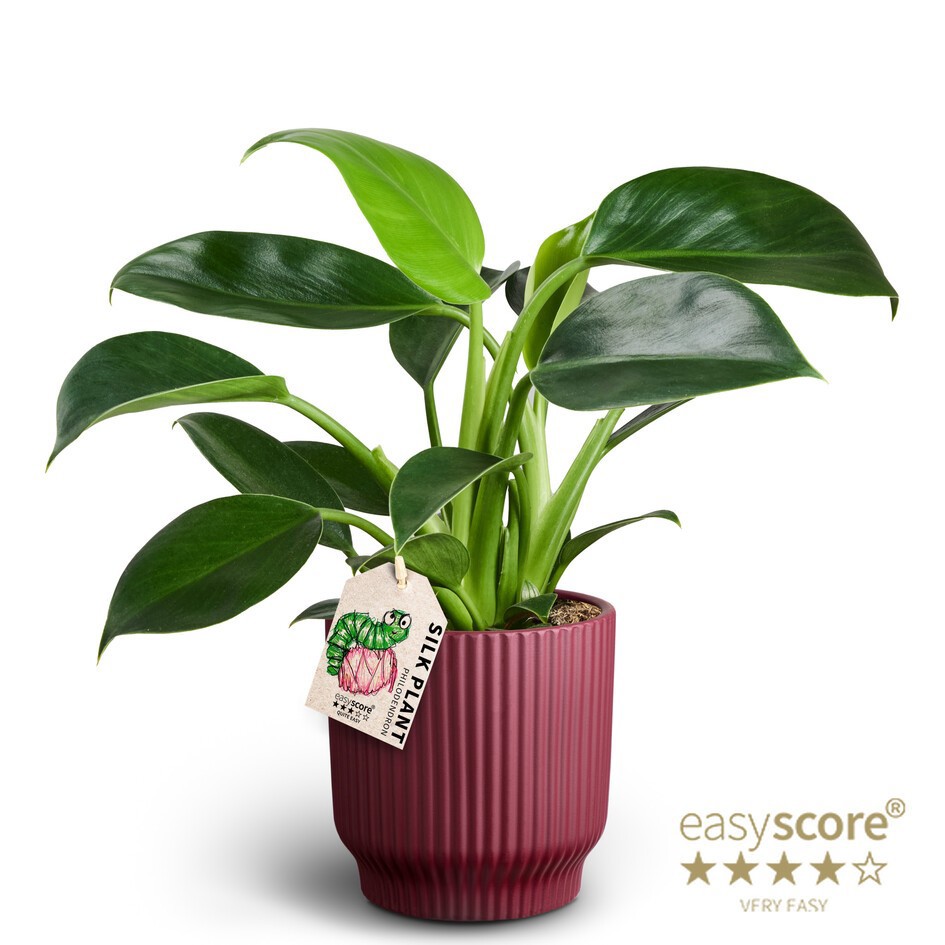 Nordic Aubergine, Philodendron ´Green Princess´, D 12