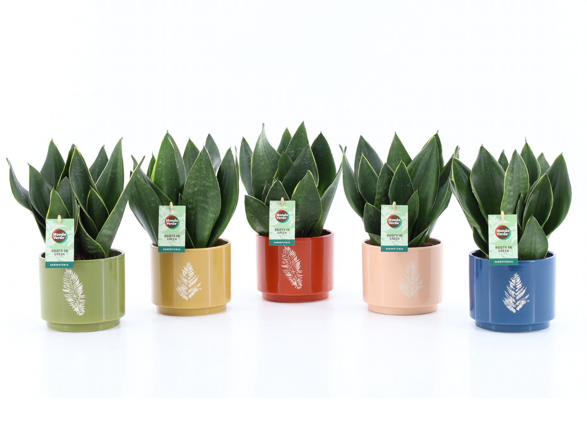 Sansevieria Black Diamond in Artistique Keramiek, D 13