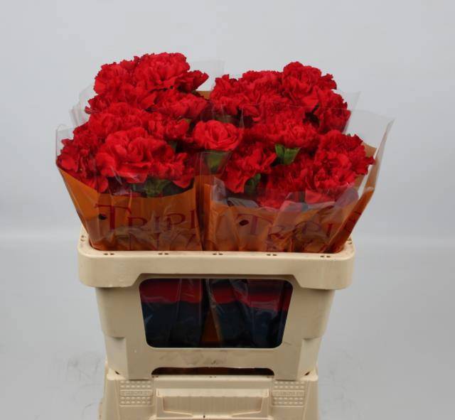 Диантус од. Гранд Слэм, шт.