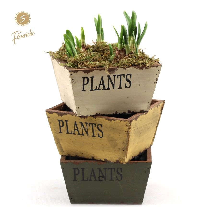 (4903) Narcissus Old Wood [L] 4PP Mos, D 15 cm