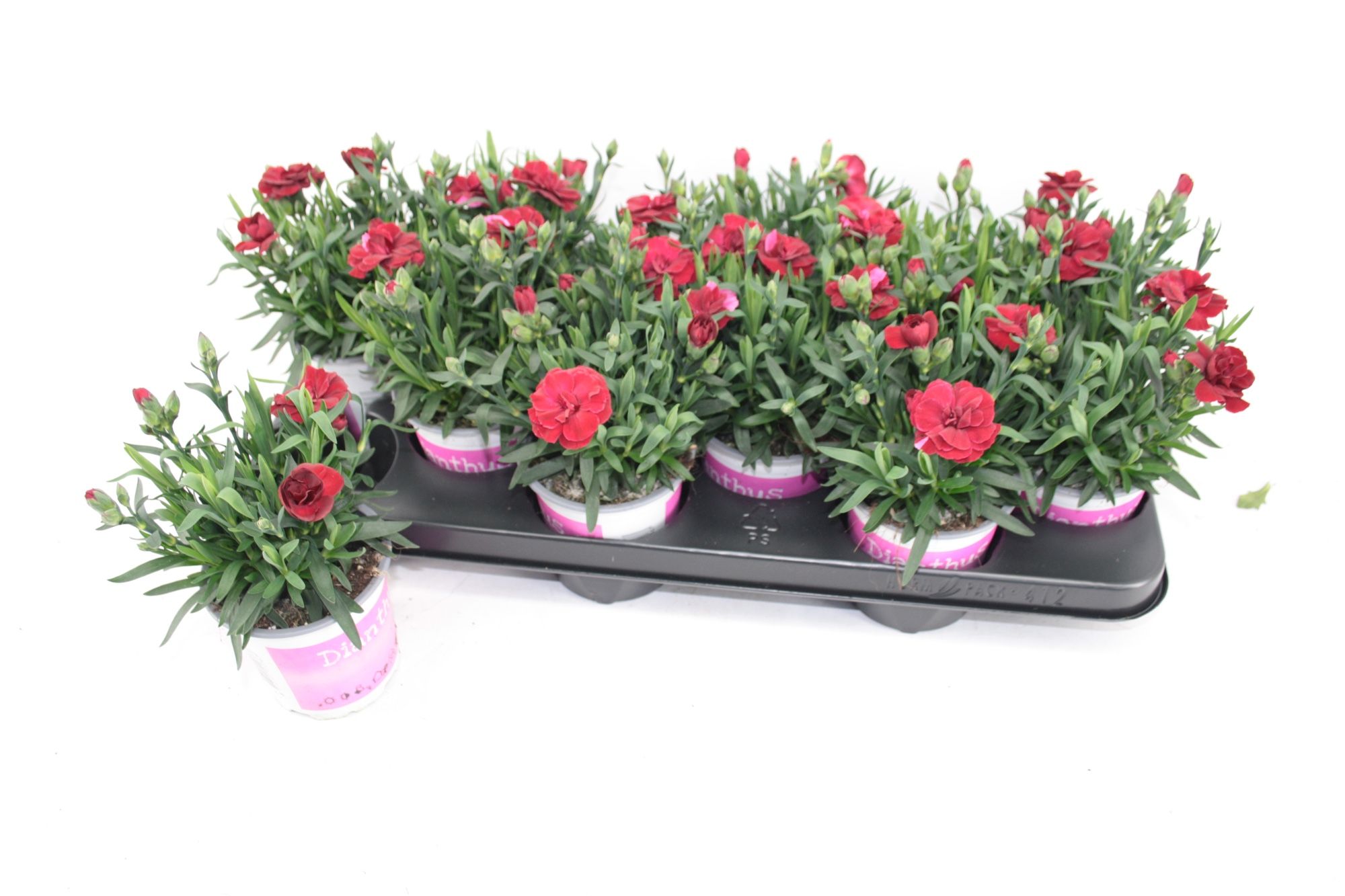Dianthus Oscar Dark Red, D 10,5