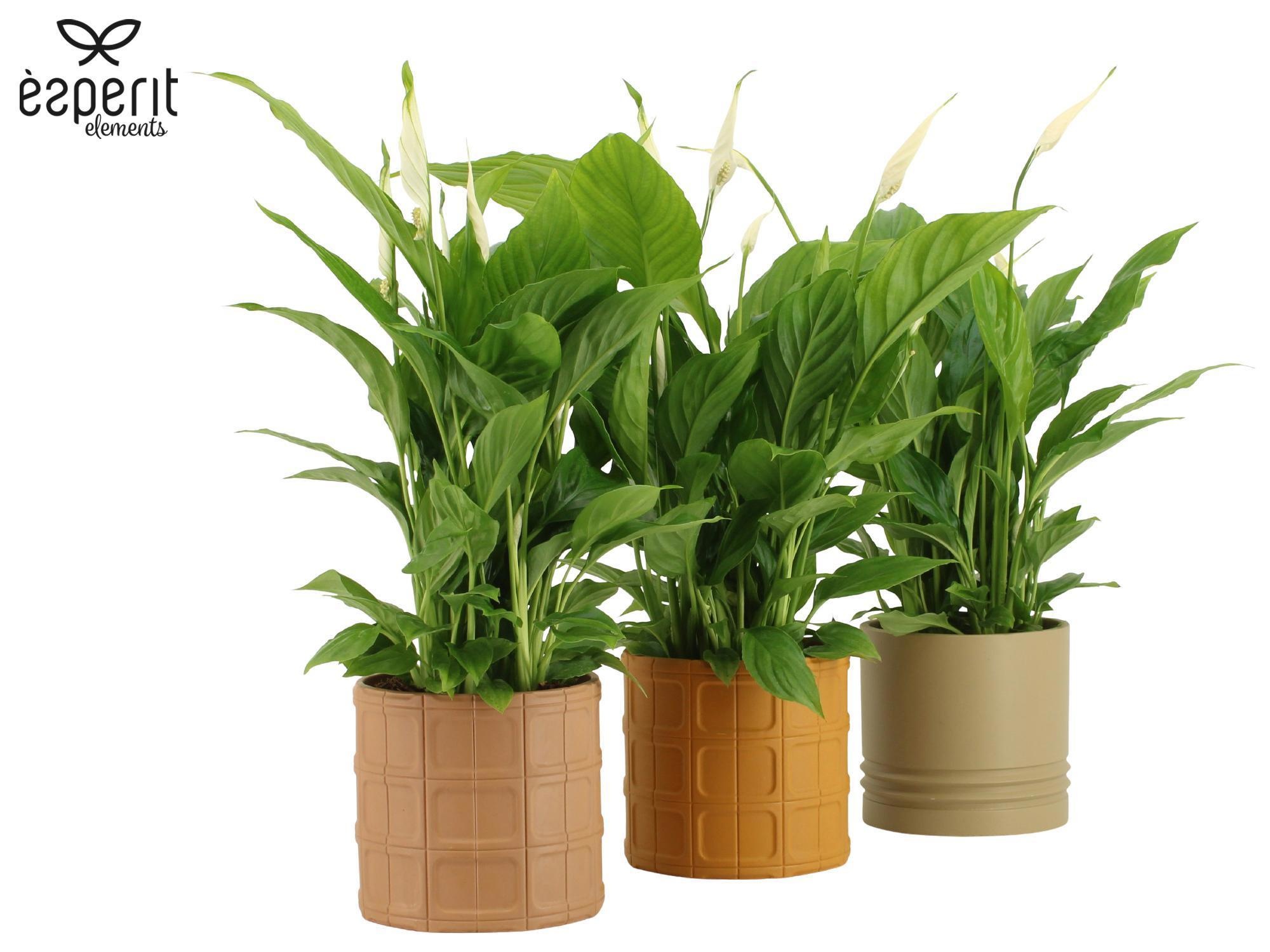 7504502: Solutionss Recreate, D 12