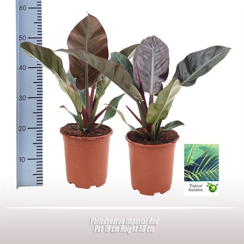 Philodendron Imperial Red, D 19