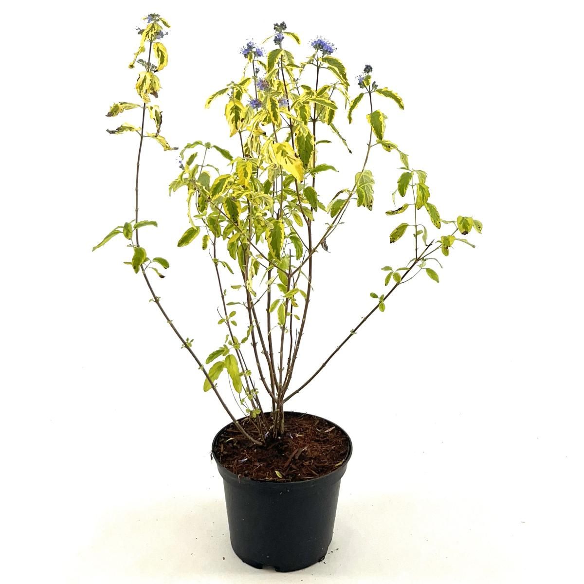 Caryopteris cland. 'Summer Sorbet', D 17 cm