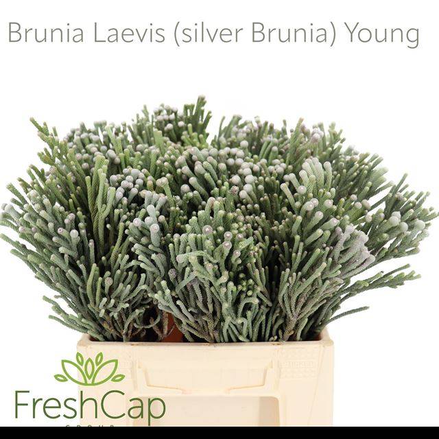 Бруния Лаевис 40, шт.