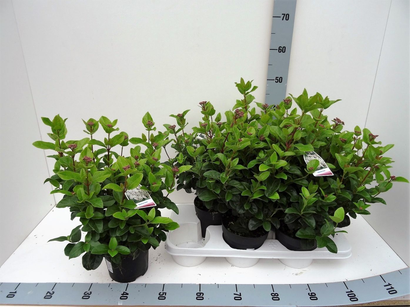 Viburnum tinus, D 15