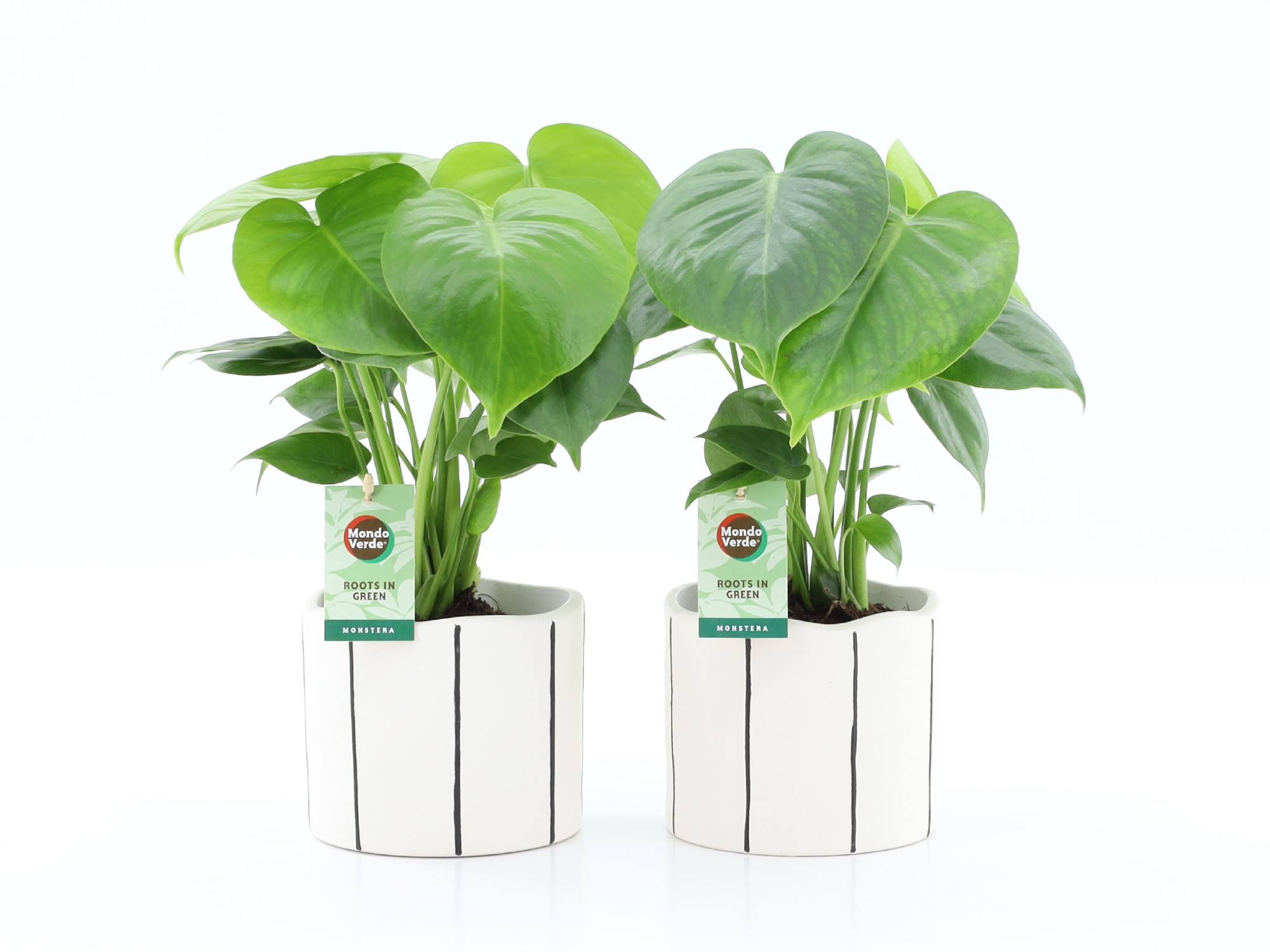 Monstera deliciosa in Banksy, D 13