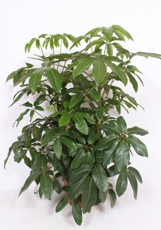 Schefflera actinophylla 'Amate’, D 40