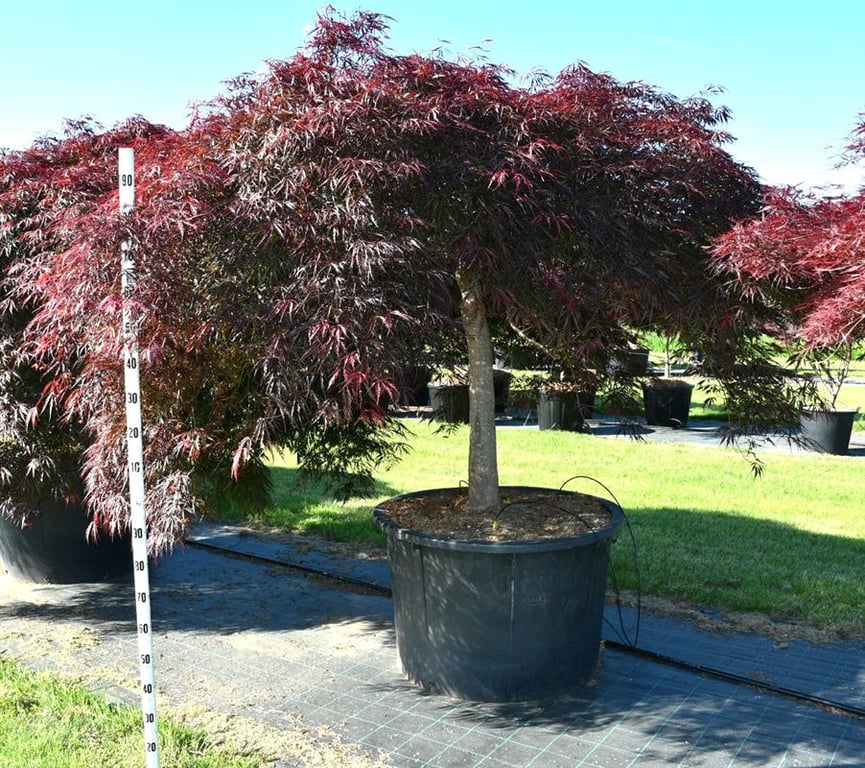 Acer pal. 'Inaba-shidare', D 100