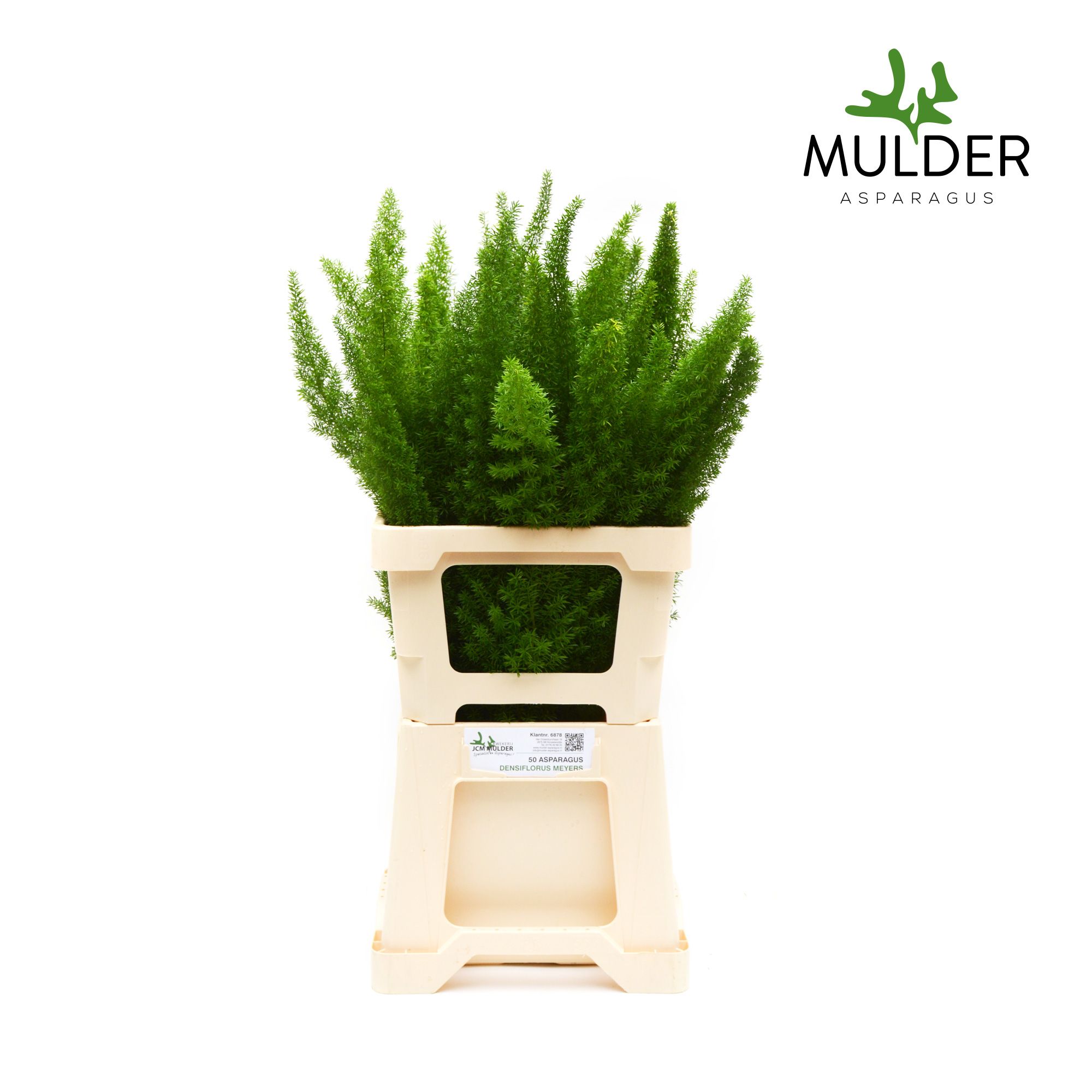 Аспарагус Маерс 60, шт.